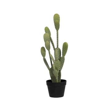 Cactus Opuntia M, Green