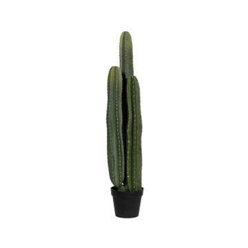 Cactus San Pedro XL, Green