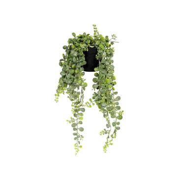 Senecio M, Green
