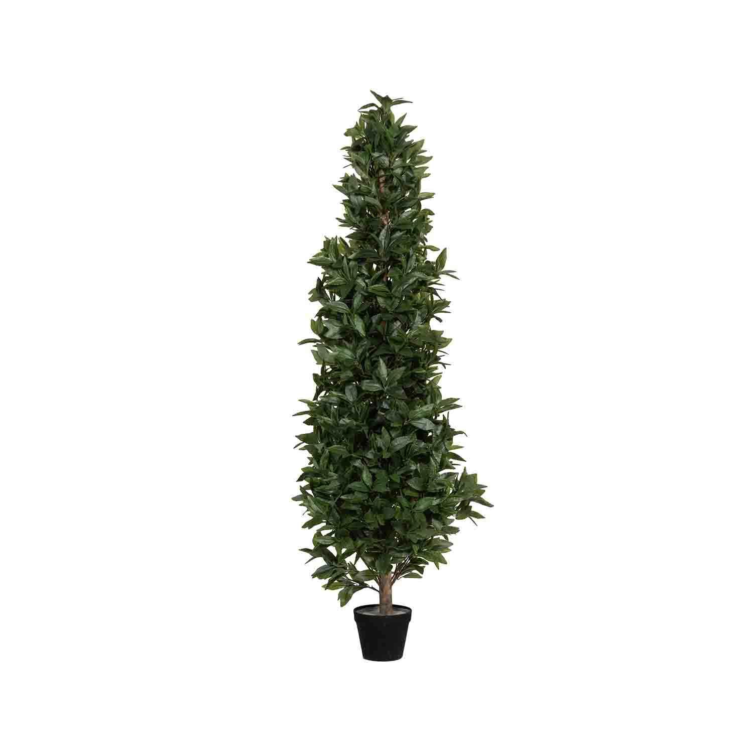 Laurus L, Green